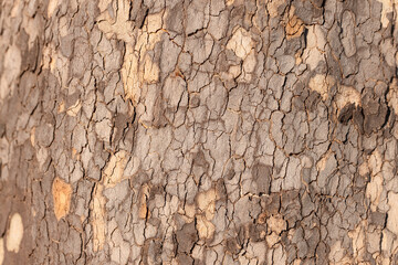 Tree bark texture relief (selective focus) Natural Background for backdrop
