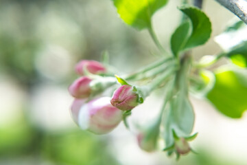 Apple tree blossoms in spring, spring blossom, blooming spring orchards, delicate spring apple blossom, pink tender apple blossom