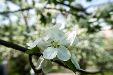 Apple tree blossoms in spring, spring blossom, blooming spring orchards, delicate spring apple blossom, pink tender apple blossom