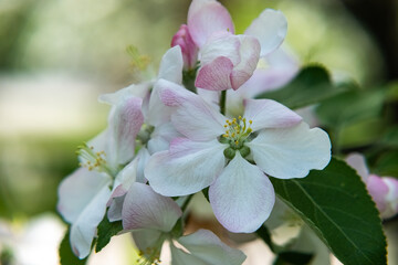 Apple tree blossoms in spring, spring blossom, blooming spring orchards, delicate spring apple blossom, pink tender apple blossom