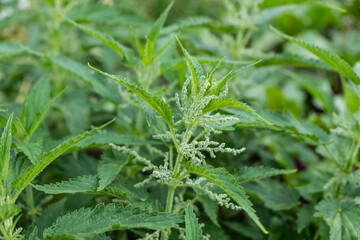 Green nettle grows in a sunny place in summer, flowering nettle, bright green leaves, medicinal plant, Urtica dioica