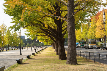 東京駅と皇居を結ぶ秋の街路樹
