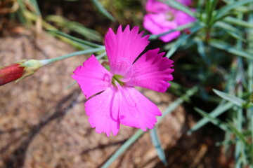 goździk siny Dianthus gratianopolitanus