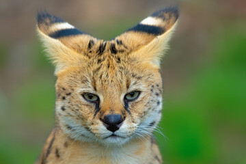 Serval