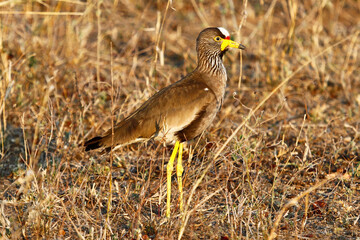 Wattled Lapwing (Vanillas senegallus), Kruger National Park, South Africa.