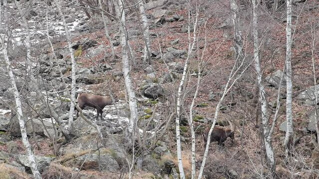 Ibexes males in the woodland (Capra ibex)