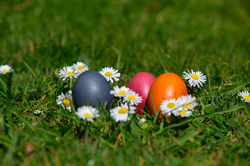 Osternest mit Gänseblümchen 02