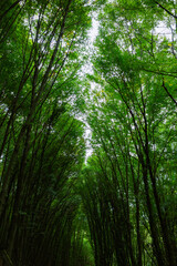 Tall trees in lush forest. Green leaves of trees. Carbon neutrality concept