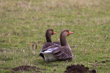 A beautiful portrait shot of a Goose looking and hunting for food in a field.