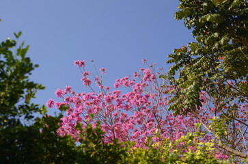 Obraz na płótnie Canvas Judas tree (Cercis siliquastrum) in bloom. Pink flowers blooming