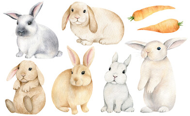 Cute Bunny set with carrot. Easter template. Hand drawn watercolor animals illustration
