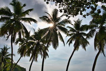 Sun star burst near the beach behind the palm trees