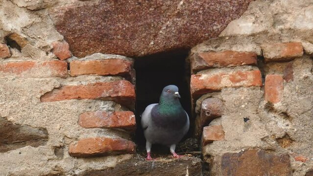 Feral pigeon or Columba livia emerging from nest hole in wall. Attractive rock dove or rock pigeon standing by crevice in stone wall