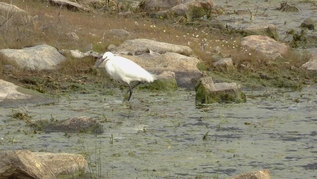 A pretty, slender white egret or Egretta garzetta fishing for small fish and crayfish.