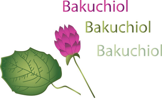 Bakuchiol flower, leaves and name. skin care. regeneration. new anti aging product. extraction from psolarea corylifolia. anti aging