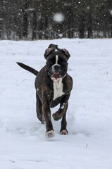 Boxer dog is running outside in snow