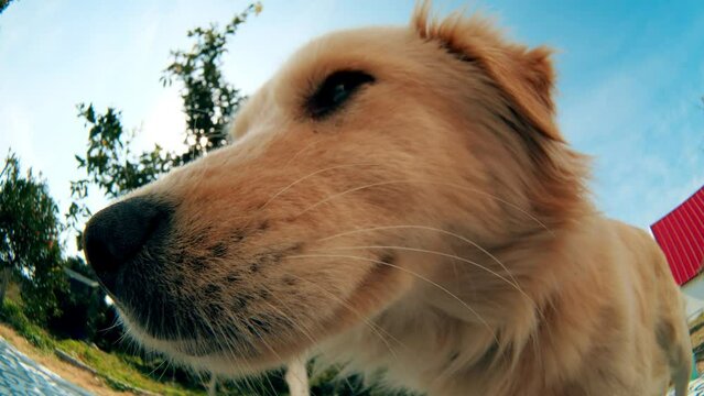 Funny fisheye portrait of a dog in the garden, extreme close-up shot