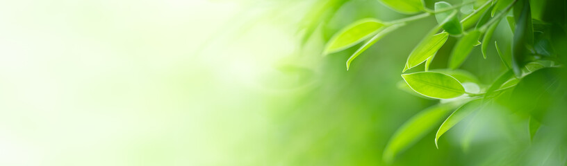 Natural green leaf texture with sun light use for nature background wallpaper cover page 