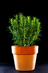 Fresh green rosemary on a black background 