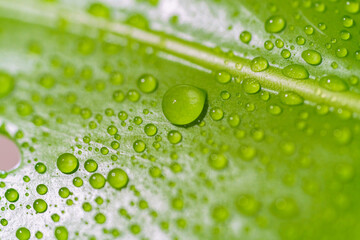 Water drops on abstract green surface, monstera leaf
