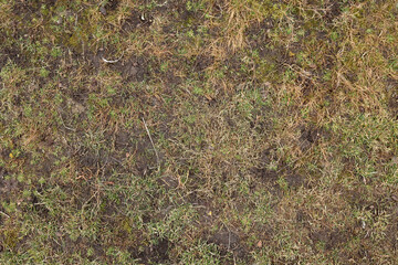 Top view, grass texture. Natural lawn background. Green grass in spring. Green texture. High quality photo. Dry lawn