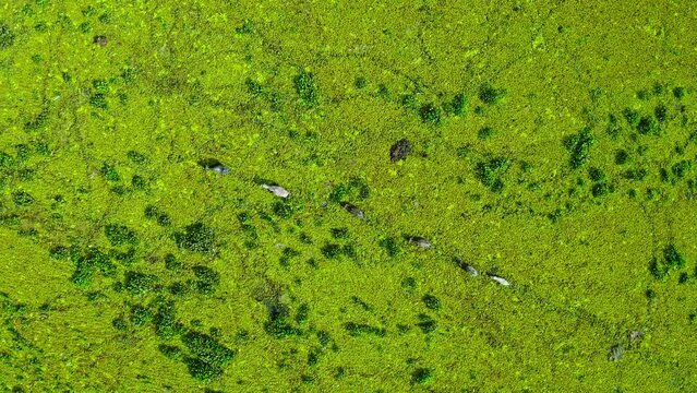 The Thale Noi Wetland Buffalo Pastoral Agro-Eco-System is a diversified farming system marked, Phatthalung province