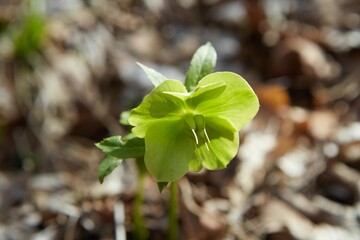Medicinal plant Wintergreen. Treatment with natural remedies.
