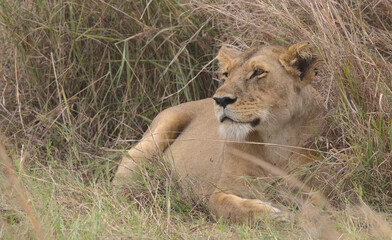 Obraz na płótnie Canvas resting but alert lioness in the grass of the wild masai mara, kenya
