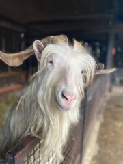 Zdjęcie z Wrocławskiego ZOO © Alina