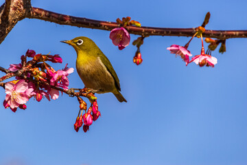 メジロと河津桜