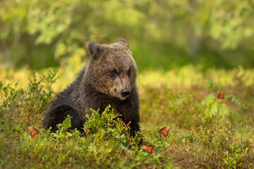 Fototapeta premium Close up of a cute Eurasian Brown bear cub with butterflies