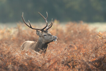 Close up of a red deer stag in autumn