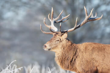 Portrait of a Red deer stag in winter