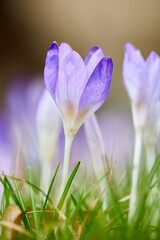 purple crocus flowers in grass field