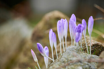 spring crocus flowers between rocks wallpaper