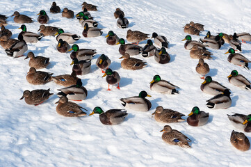 A flock of wild diving ducks is resting in the snow. Winter. Freezing. Sunny day. wild nature
