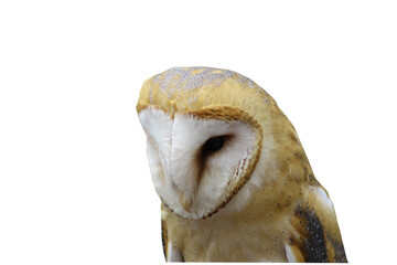 Barn owl looking at camera, Tyto alba, single on white