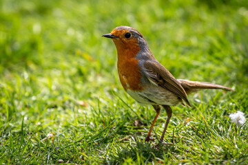 A close up of an Erithacus Rubecula, commonly known as a Robin, in the spring sunshine
