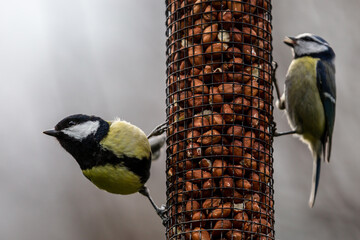 A Parus Major, commonly known as a Great Tit, perched on a bird feeder