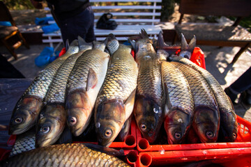 Fresh carp at the bazaar in Bukhara