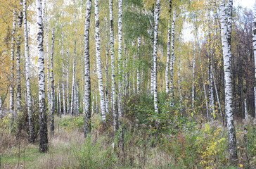Beautiful birch trees in autumn