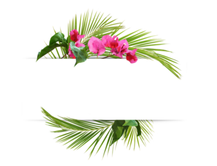 Decorative tropical green leaves of palm and bougainvillea flowers with copy space isolated on white or transparent background
