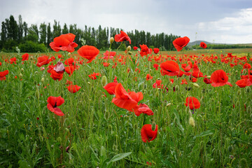 Multicolored flowering summer meadow with red pink poppy flowers