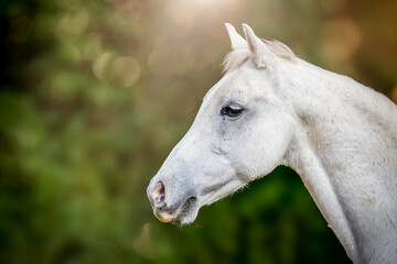 Head of a white horse on a green background with a distinctive bokeh.