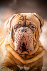 Portrait of a big dog perfect representative of the Bordeaux Great Dane breed.