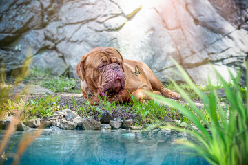 A large male Bordeaux Great Dane lies by the water