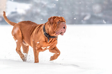 Big dog Bordeaux Great Dane running in the snow