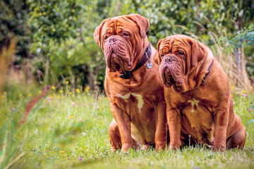 Two Bordeaux Danes, a female and a dog sitting outside in the grass