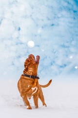 Big dog Bordeaux Great Dane catches a flying snowball