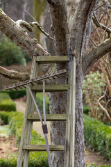 old wooden ladder at an old tree